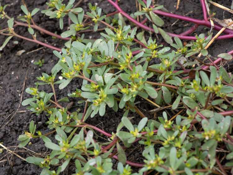 Lire la suite à propos de l’article Mauvaises herbes succulentes pour pelouse : quelles sont ces mauvaises herbes de type succulent