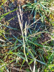 Lire la suite à propos de l’article Mauvaises herbes Torpedograss : Conseils sur le contrôle du Torpedograss