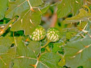 Lire la suite à propos de l’article Qu'est-ce que la pomme de soude tropicale : conseils pour tuer les mauvaises herbes de la pomme de soude tropicale