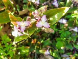 Lire la suite à propos de l’article Tuer les plantes en pouces: comment se débarrasser des mauvaises herbes des plantes en pouces dans le jardin