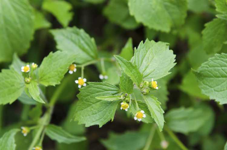 Lire la suite à propos de l’article Contrôle du Galinsoga poilu : conseils pour contrôler les mauvaises herbes du soldat hirsute