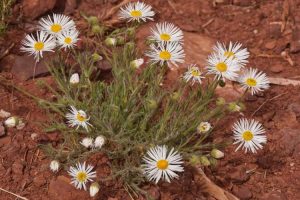 Lire la suite à propos de l’article Lutte contre les mauvaises herbes contre les vergetures : comment se débarrasser des plantes contre les vergetures