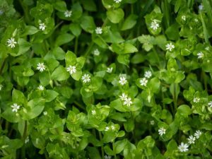 Lire la suite à propos de l’article Mauvaises herbes communes du jardin : identification des mauvaises herbes par type de sol