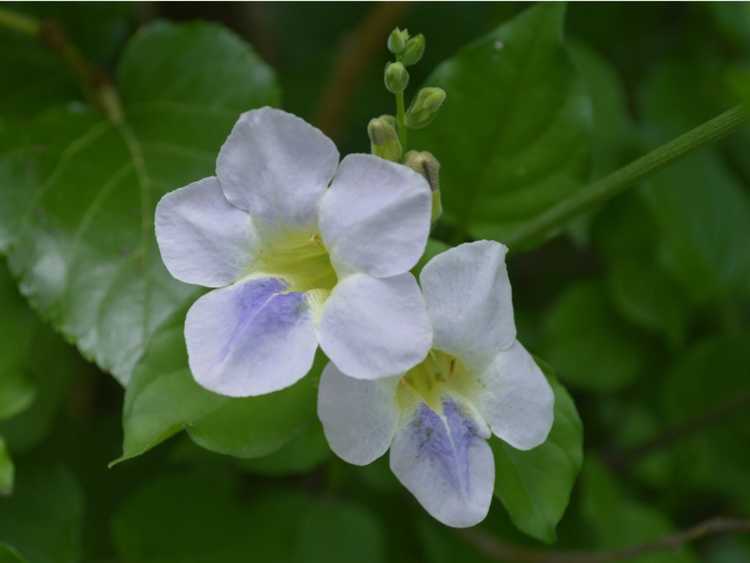 Lire la suite à propos de l’article Contrôle de la violette chinoise d'Asystasia : informations sur les conditions de croissance de la violette chinoise