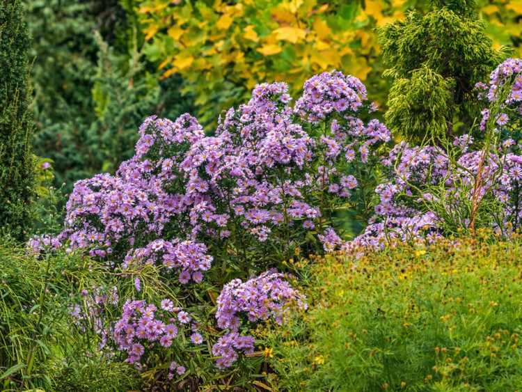 Lire la suite à propos de l’article Où planter des asters pour qu'ils prospèrent pendant des années