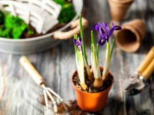 Lire la suite à propos de l’article Quand planter des bulbes d’iris par variété