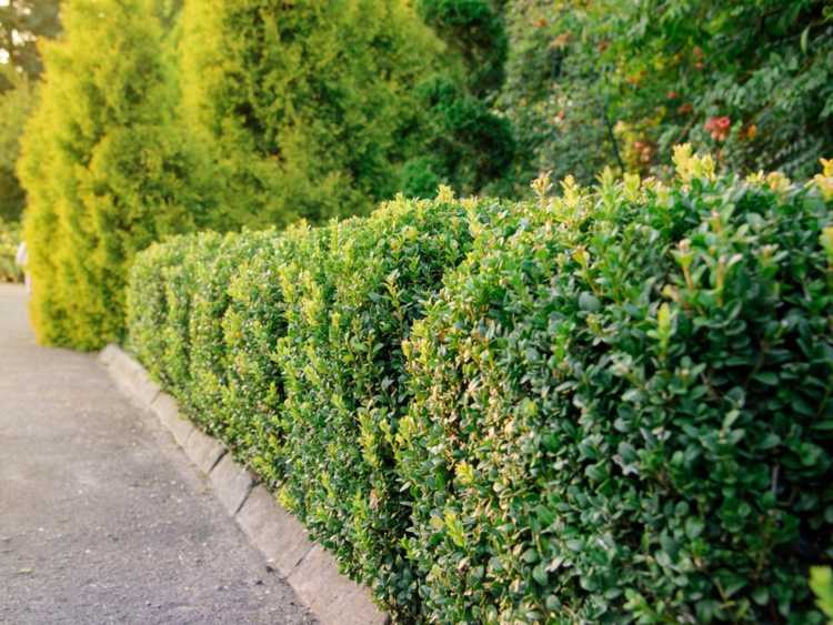 Lire la suite à propos de l’article Meilleures plantes pour les haies à feuilles persistantes