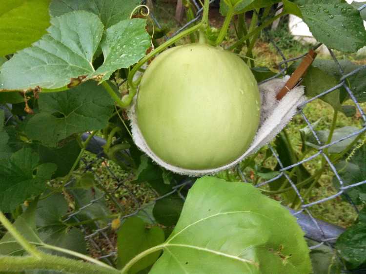 You are currently viewing Culture verticale de melons – Comment faire pousser des melons sur un treillis