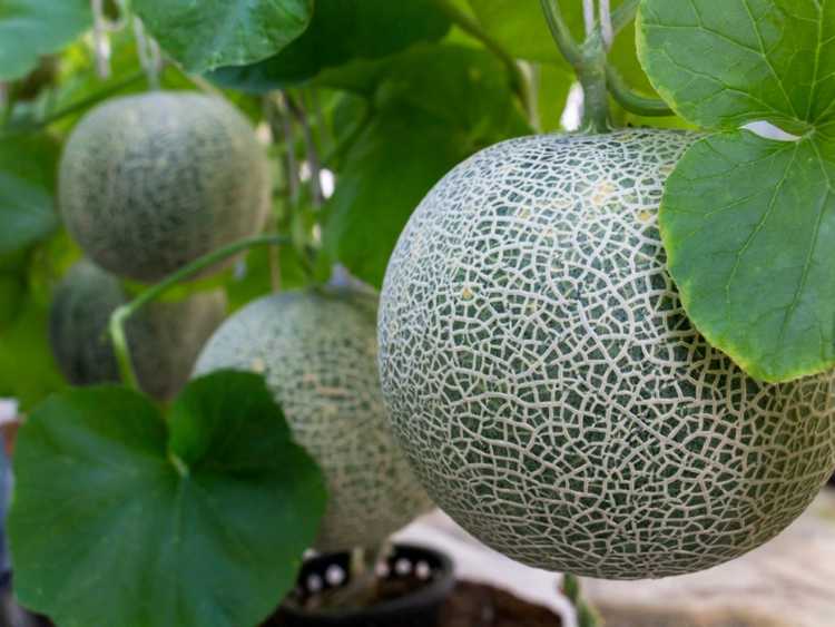 You are currently viewing Planter du cantaloup – Comment faire pousser des melons cantaloup