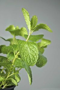 Lire la suite à propos de l’article Que sont les plantes de menthe Habek – Entretien et utilisations de la menthe Habek