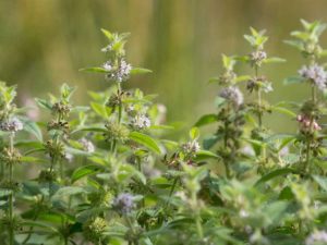 Lire la suite à propos de l’article Informations sur la menthe des champs : découvrez les conditions de croissance de la menthe des champs sauvage