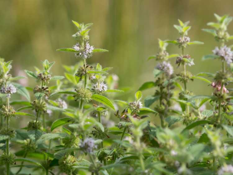 You are currently viewing Informations sur la menthe des champs : découvrez les conditions de croissance de la menthe des champs sauvage