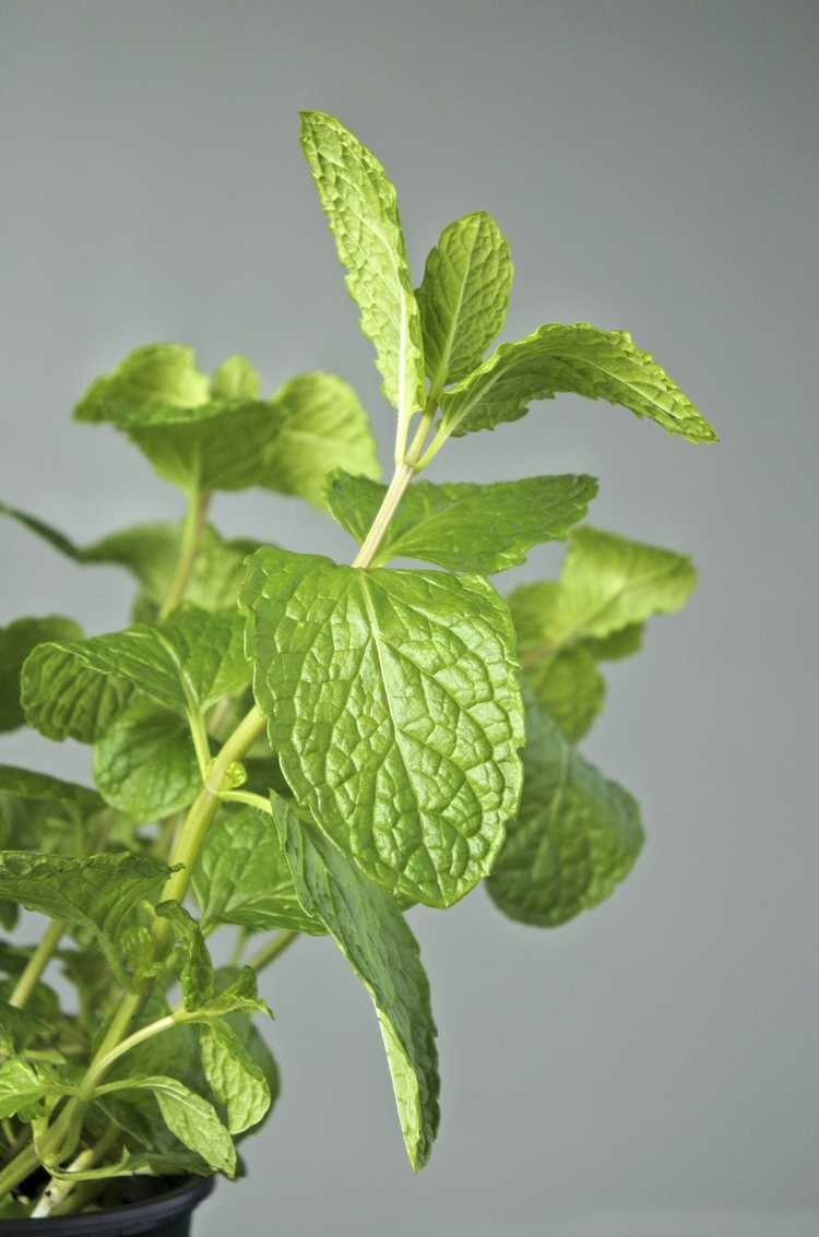 You are currently viewing Que sont les plantes de menthe Habek – Entretien et utilisations de la menthe Habek