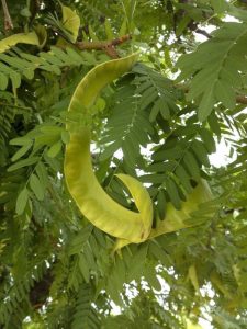 Lire la suite à propos de l’article Arbres mesquite en pot: conseils pour cultiver du mesquite dans un conteneur