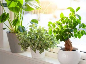 Lire la suite à propos de l’article Différentes façons de mesurer la lumière pour les plantes d’intérieur