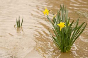 Lire la suite à propos de l’article Protéger les jardins toute l’année : comment protéger le jardin contre les intempéries