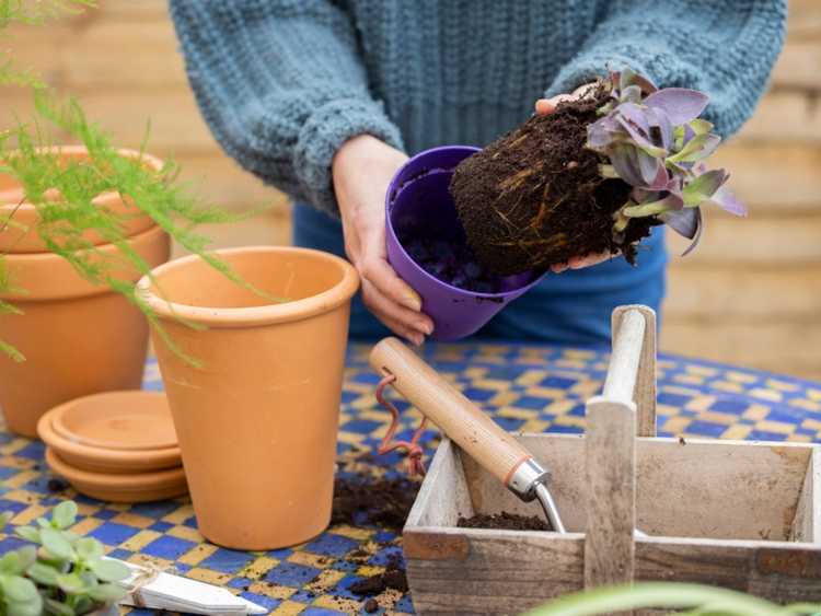 Lire la suite à propos de l’article Supports de plantation en pot : choisir des contenants et des composts pour les plantes d'intérieur