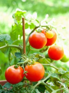 Lire la suite à propos de l’article Application de nitrate de calcium pour la pourriture apicale des fleurs de tomate