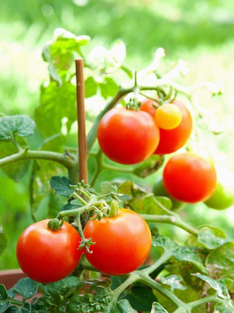 You are currently viewing Application de nitrate de calcium pour la pourriture apicale des fleurs de tomate