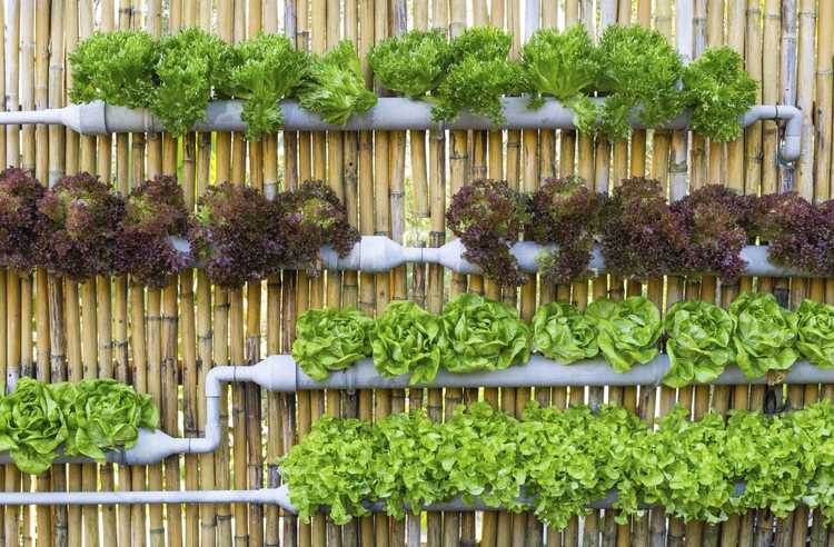 Lire la suite à propos de l’article Qu'est-ce que le micro-jardinage : découvrez le micro-jardinage extérieur/intérieur
