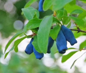 Lire la suite à propos de l’article Haskap Berry Info – Comment faire pousser des baies de miel dans le jardin
