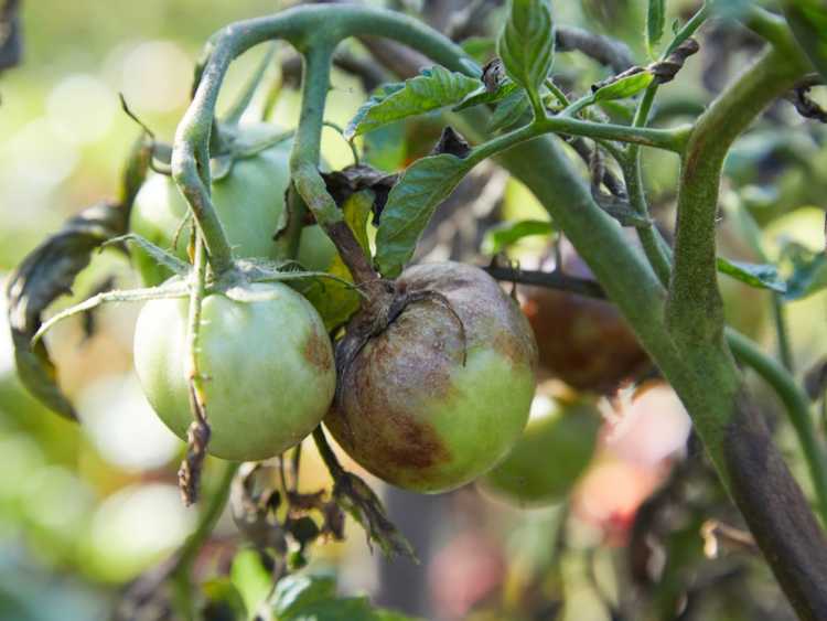 You are currently viewing Identifier et prévenir le mildiou sur les tomates