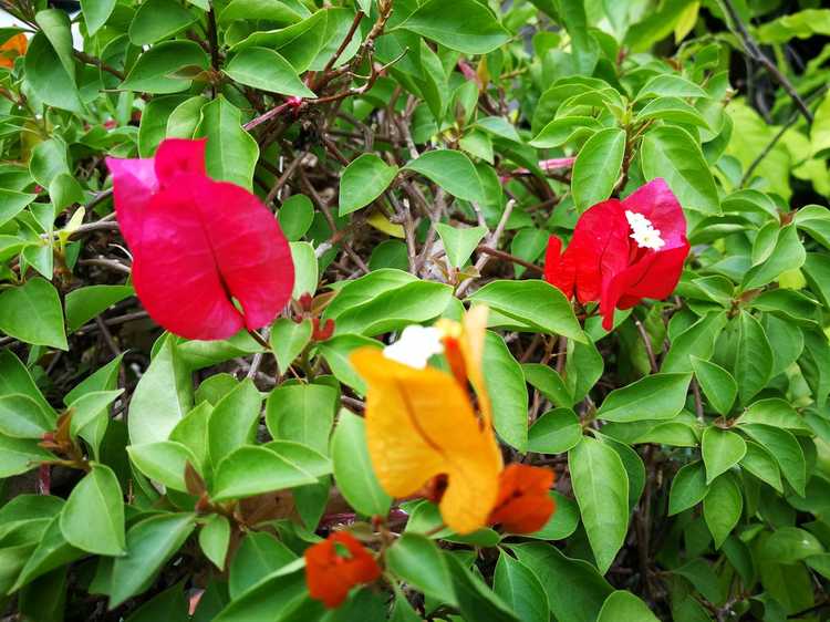 Lire la suite à propos de l’article Entretien des mini bougainvilliers : comment faire pousser une plante de bougainvilliers nain