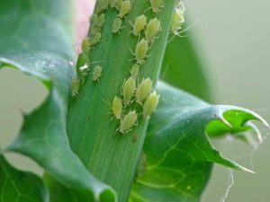 Lire la suite à propos de l’article Informations sur les pucerons des mouches vertes: contrôle des pucerons des mouches vertes dans le jardin