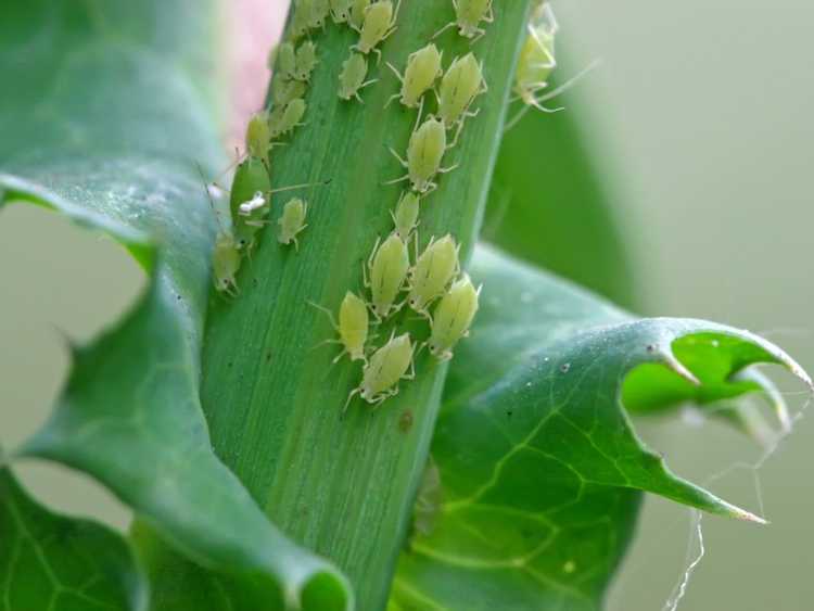 You are currently viewing Informations sur les pucerons des mouches vertes: contrôle des pucerons des mouches vertes dans le jardin