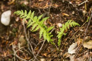 Lire la suite à propos de l’article Plantes de fougères de New York – Comment faire pousser des fougères de New York dans les jardins