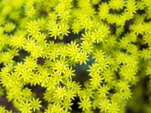 Lire la suite à propos de l’article Planter des sedums – Comment faire pousser du sedum