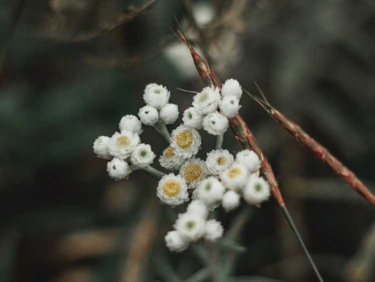 Lire la suite à propos de l’article Cultiver des plantes éternelles nacrées dans le jardin