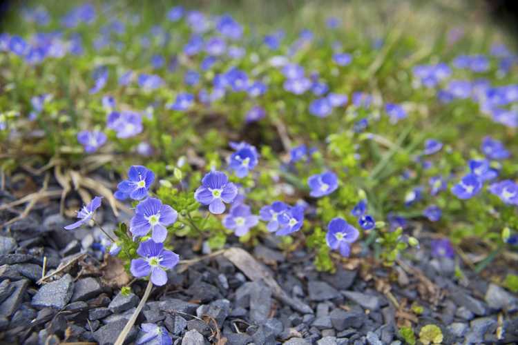 Lire la suite à propos de l’article Meilleures plantes espacées : découvrez les plantes sur lesquelles on peut marcher