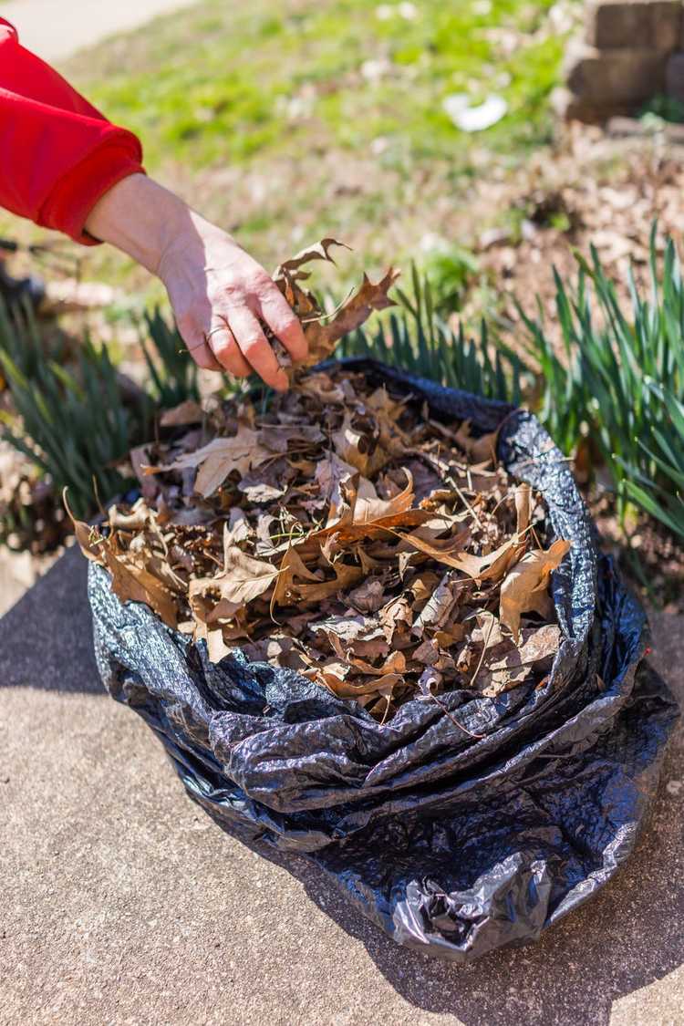 You are currently viewing Qu'est-ce que la moisissure des feuilles : qu'est-ce qui rend le compost de moisissure des feuilles si spécial