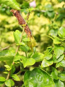 Lire la suite à propos de l’article L'hibiscus a un champignon blanc – Comment se débarrasser de l'oïdium sur les plantes d'hibiscus