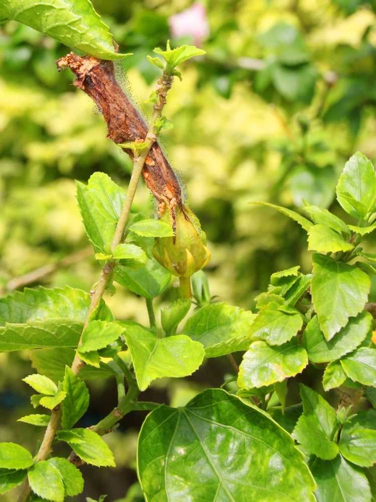 You are currently viewing L'hibiscus a un champignon blanc – Comment se débarrasser de l'oïdium sur les plantes d'hibiscus