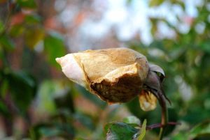 Lire la suite à propos de l’article Contrôle de la moisissure grise : découvrez le traitement de la brûlure Botrytis