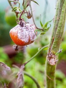 Lire la suite à propos de l’article Moisissure grise des tomates : comment traiter la moisissure grise dans les plants de tomates