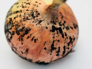 Lire la suite à propos de l’article Informations sur la moisissure noire de l'oignon : gérer la moisissure noire sur les oignons
