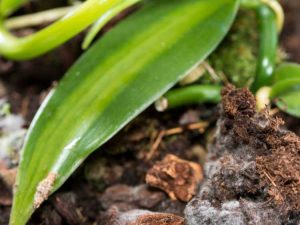 Lire la suite à propos de l’article Prévenir la moisissure dans le sol d'une plante d'intérieur