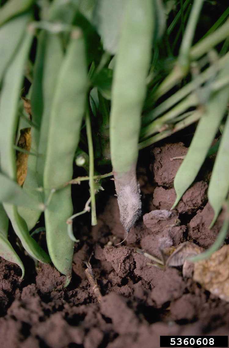 You are currently viewing Moisissure sur les haricots – Dépannage des maladies courantes des plantes de haricots