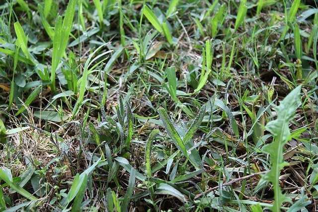 Lire la suite à propos de l’article Moisissure visqueuse des pelouses : Comment prévenir cette substance noire sur les pelouses