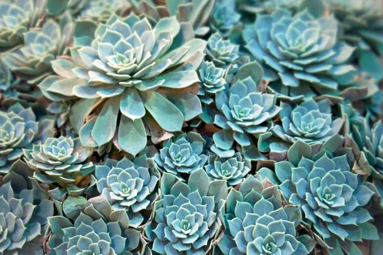 You are currently viewing Cultiver des plantes succulentes monocarpiques : quelles plantes succulentes sont monocarpiques