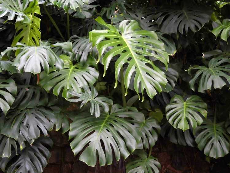 You are currently viewing Propagation de Monstera Deliciosa : boutures de plants de fromage suisse et multiplication des graines