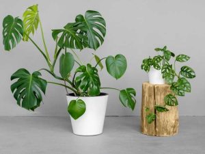 Lire la suite à propos de l’article Apprenez quoi faire avec un Monstera aux longues jambes