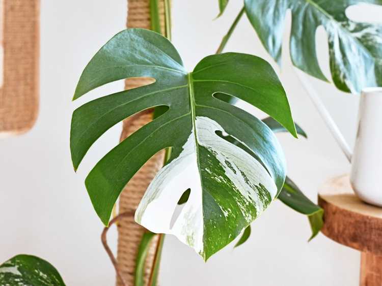 Lire la suite à propos de l’article Variétés de plantes Monstera panachées à cultiver à l'intérieur