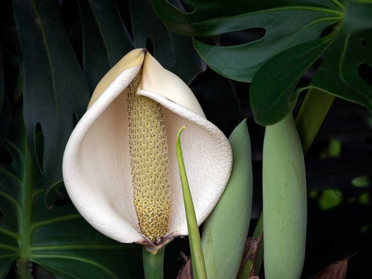 Lire la suite à propos de l’article Fleur de Monstera Deliciosa – Plante de fromage suisse en croissance pour les fleurs et les fruits