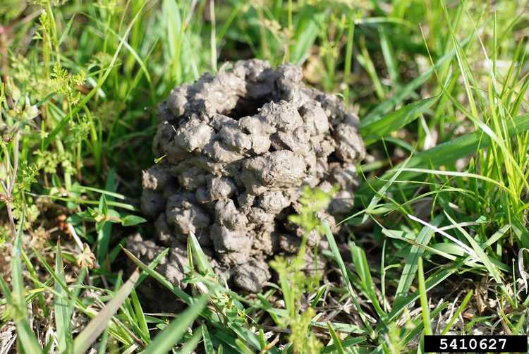 You are currently viewing Problèmes d'écrevisses fouisseuses : se débarrasser des écrevisses dans le jardin