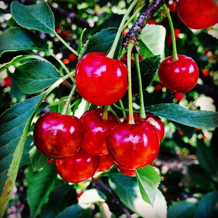 You are currently viewing Informations sur les cerises Montmorency : Comment faire pousser des cerises acidulées Montmorency