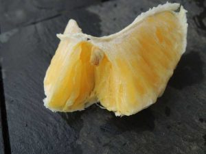 Lire la suite à propos de l’article Fruits oranges secs – Pourquoi un oranger produit des oranges sèches